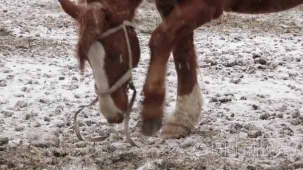 马在农场在寒冷的冬天雪下视频