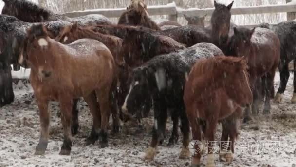 群马在农场在寒冷的冬天雪下视频
