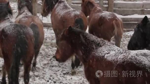 群马在农场在寒冷的冬天雪下