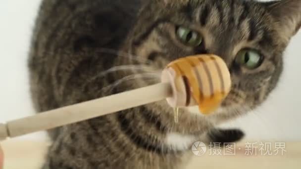 猫吃蜂蜜视频