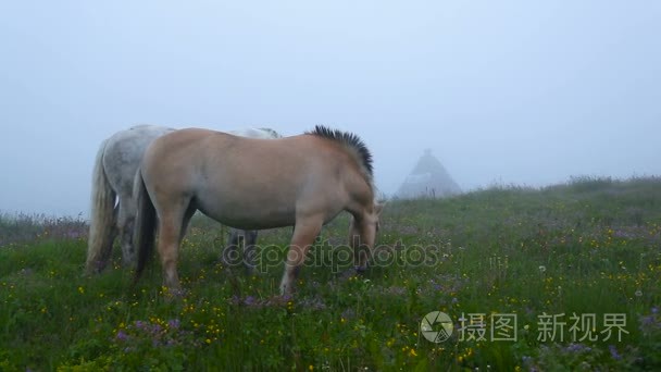 在鲜花草甸与吃草的两匹马视频