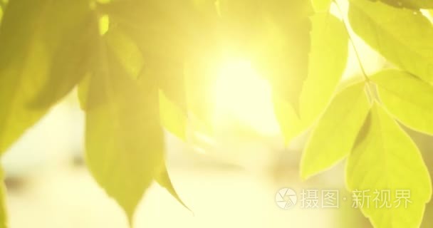 叶子边框和 sunflares。背光拍摄树的叶子在风中缓慢移动