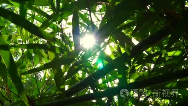 热带森林竹叶和阳光视频