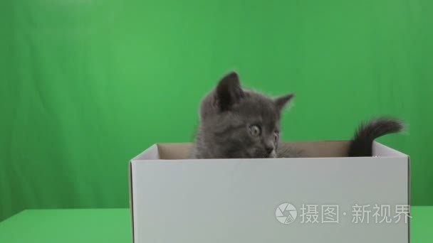 漂亮的小猫苏格兰折上绿色屏幕框中