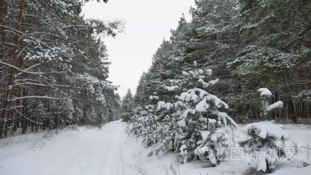 冬天路径松树圣诞树森林野生动物冬季景观美丽的雪是