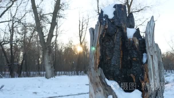 森林冬季雪自然的火烧焦的树桩视频