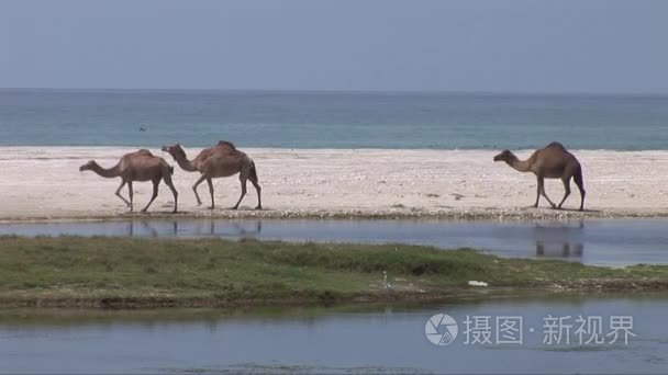 骆驼漫步沙滩在阿曼视频