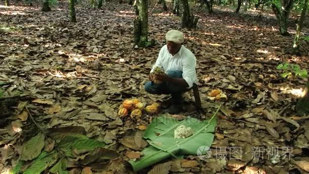 男子在三藩市德马科里斯，多米尼加共和国在种植园削减可可果实