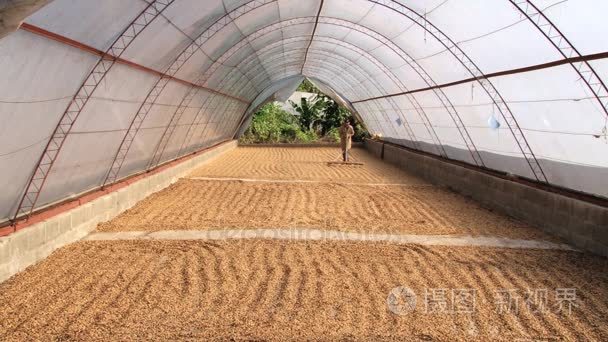 农民运动自然干燥的咖啡豆在 Jarabacoa，多米尼加