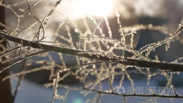 冷冻的树分支太阳眩光明媚的阳光景观冬天