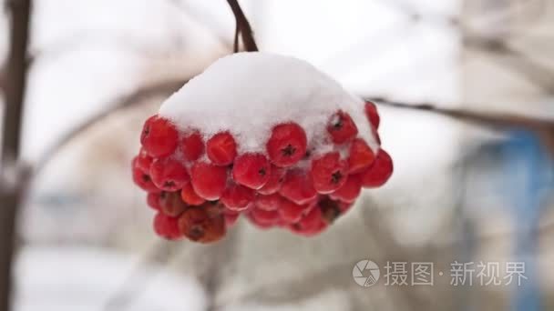 红葡萄树分支的罗文覆盖着第一场雪