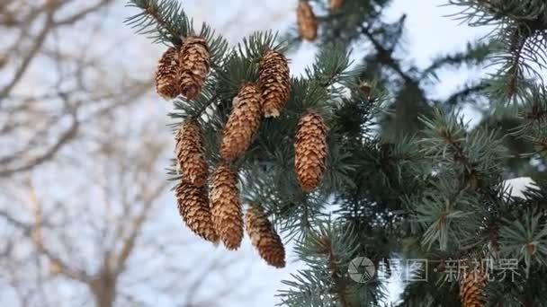 枞树树枝圣诞树锥被雪覆盖着树枝冬天性质短视频