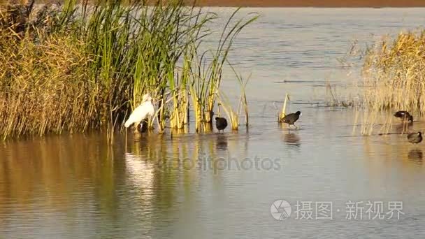 白苍鹭白鹭野生鸟类韦德米德湖视频