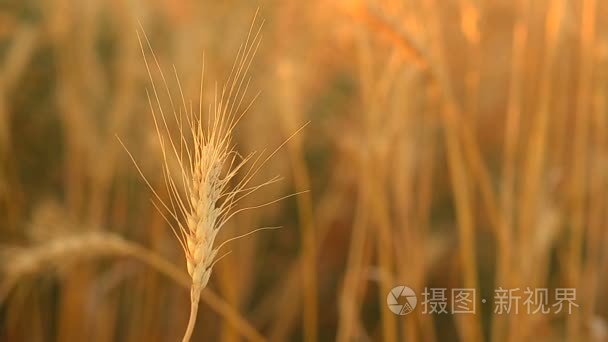 小麦小麦场粮食产量的耳朵视频