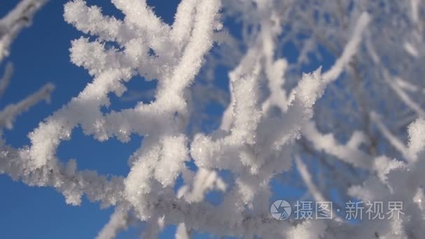 在圣诞图案宏的树枝上的霜