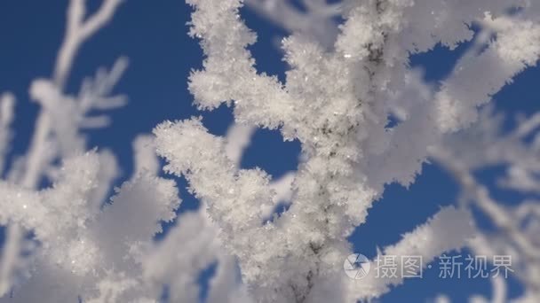 在圣诞图案宏的树枝上的霜