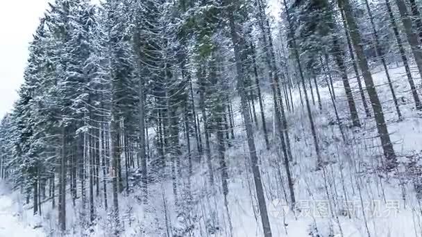 冬季景观与高云杉和在山中的雪视频