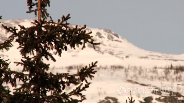 查看对松树枝与山中瑟达尔，挪威的背景