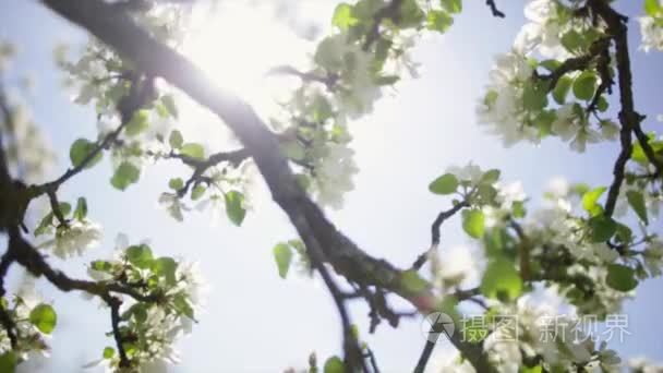 春天的花朵在树上的苹果视频