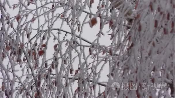 冻结在枝头类似冰冷花雾视频
