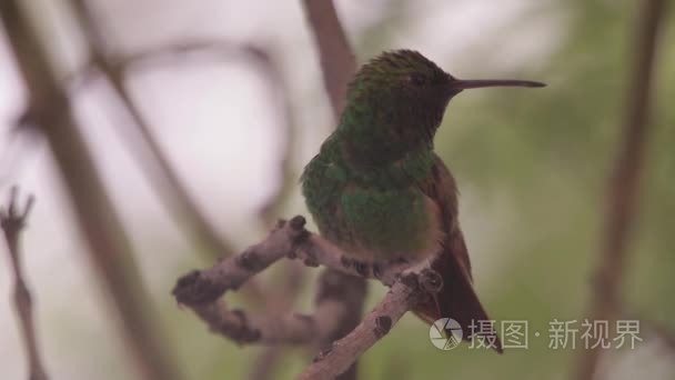 栖息在树上的绿色蜂鸟视频