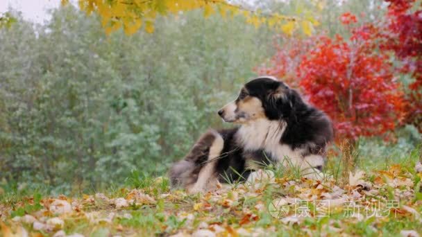 澳大利亚牧羊犬躺在院子里视频