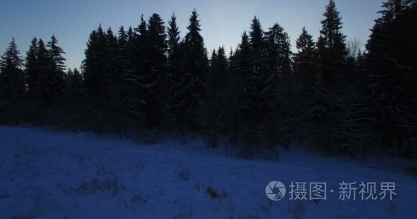 空中。美丽光滑飞行通过及以上杉树在早期阳光明媚的早晨被雪覆盖着。冬季欧洲森林的日出 阳光和镜头耀斑。4 k