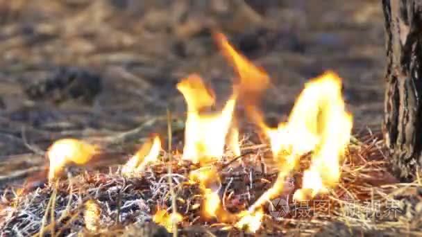 松树森林火灾视频