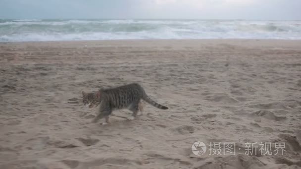 一场暴雨在海岸大浪