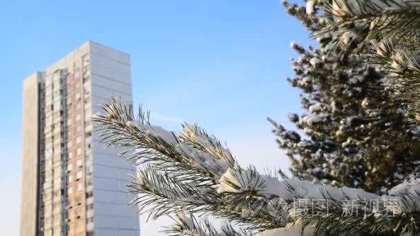 松树覆盖着雪和高层公寓楼视频