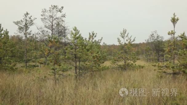 多年生禾草生长在湿地上视频