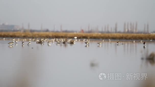 矶鹞在水镜上行走视频