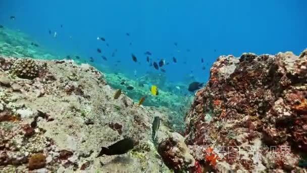 美丽的珊瑚礁的水下录像视频