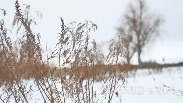 乾草摇曳在风中雪景观冬季自然视频