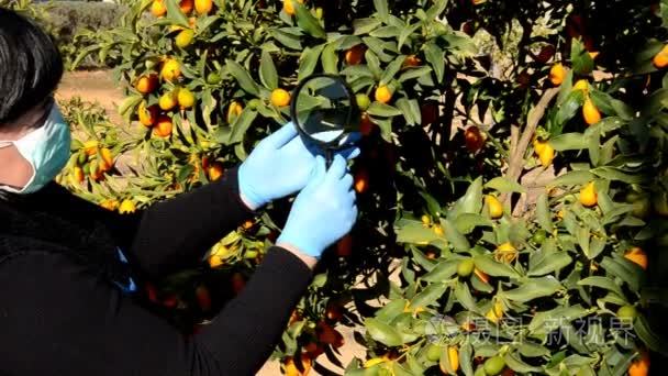 植物学家检查金橘树上