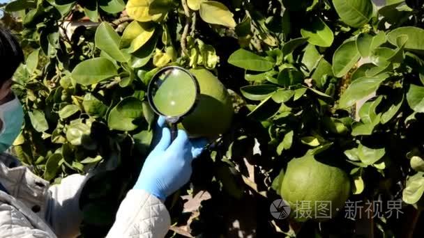 植物学家检查柚树上的果子视频