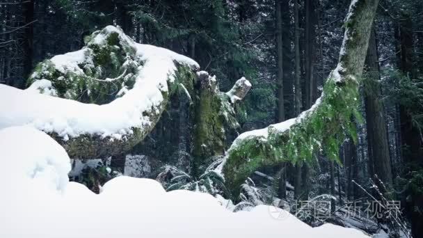 移动过去林木埋在雪中视频