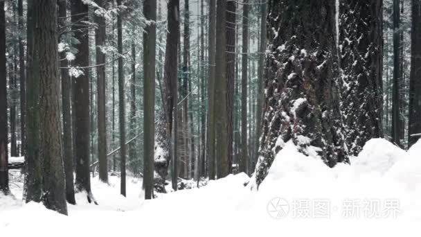 在深雪的冬天的林地视频