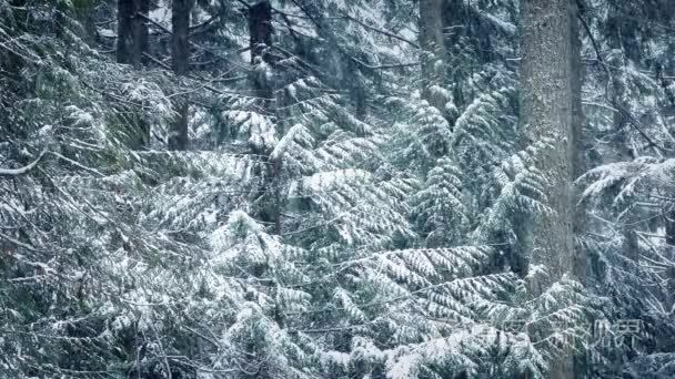 在暴雪雪树视频