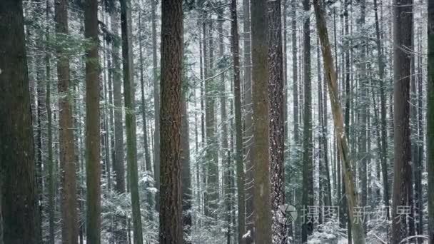 在降雪传递高大林木视频
