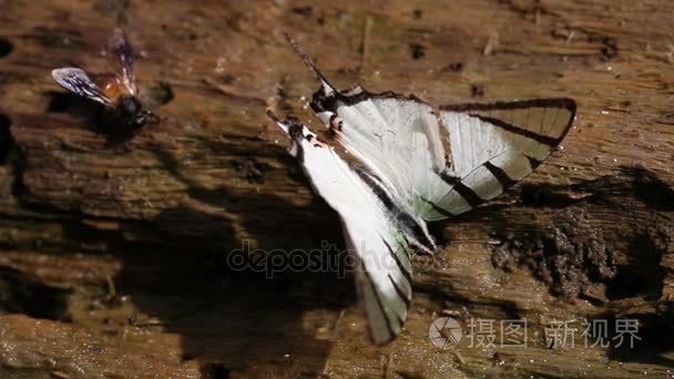 蝴蝶和蜜蜂吮吸花蜜视频