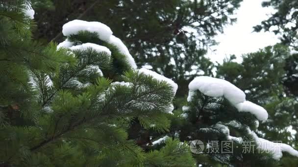 在雪野生森林的云杉分行视频