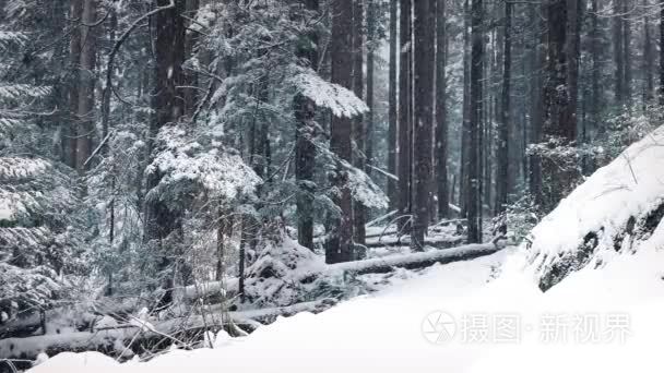 在降雪移动过去森林路径视频