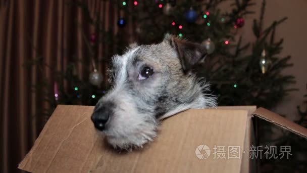 梗类犬坐在框中视频