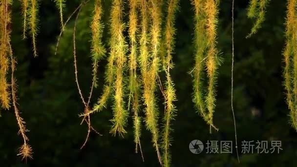 移动与风的毛皮树树枝短视频