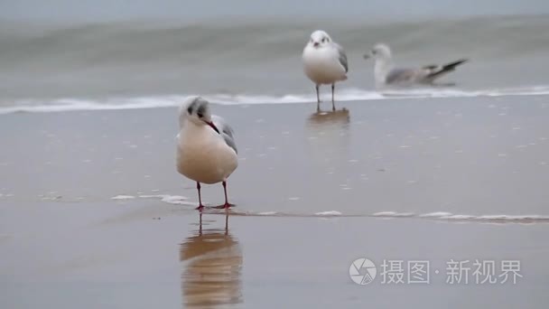 三只海鸥在沙滩上视频