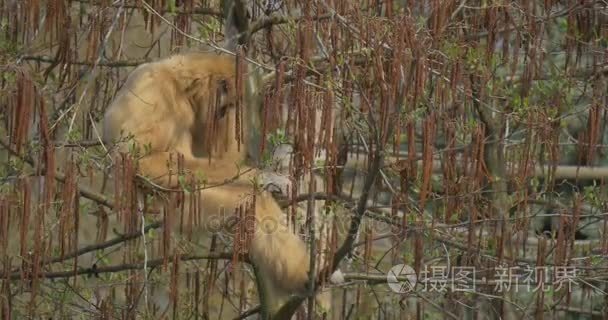 黄色的猴子看动物园的游客视频