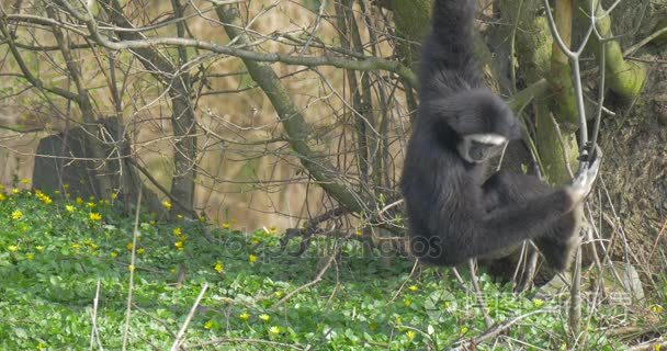 长武装的黑猴子挖在草丛中视频