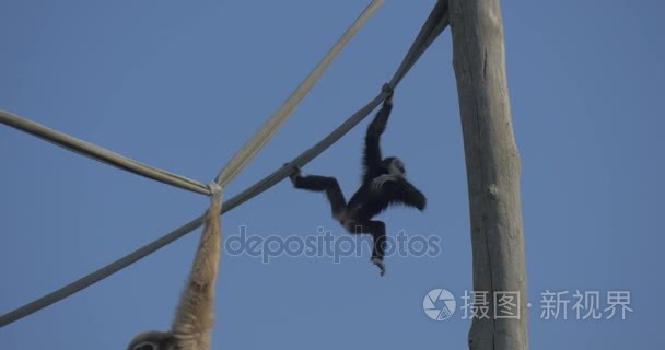 黑猩猩的婴儿是在木竿上攀登视频