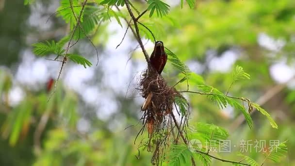 栖息在树枝上的黑色和红色魣鳕